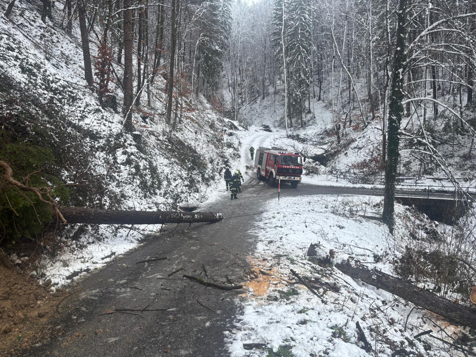 Bäume über Straße